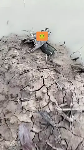 #fvpシ💕foryou #tiktokviralvideo #frong #tektokviralvideo 