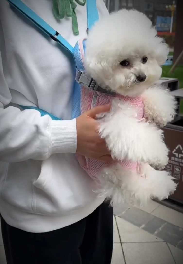 Đưa em đi chơi muôn nơi với balo địu này nè 🥰 #diuvanchuyenchomeo #balovanchuyenthucung #yeuchomeo #chamsocthucung #xuhuong #viral  @Happy.Pets  @Happy.Pets  @Happy.Pets 