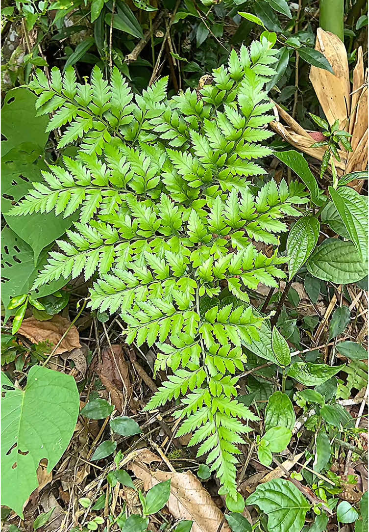 Vem pegar plantas comigo 🪴 #samambaia #plantas #natureza  #peperomiaplant #paisagismoejardinagem 