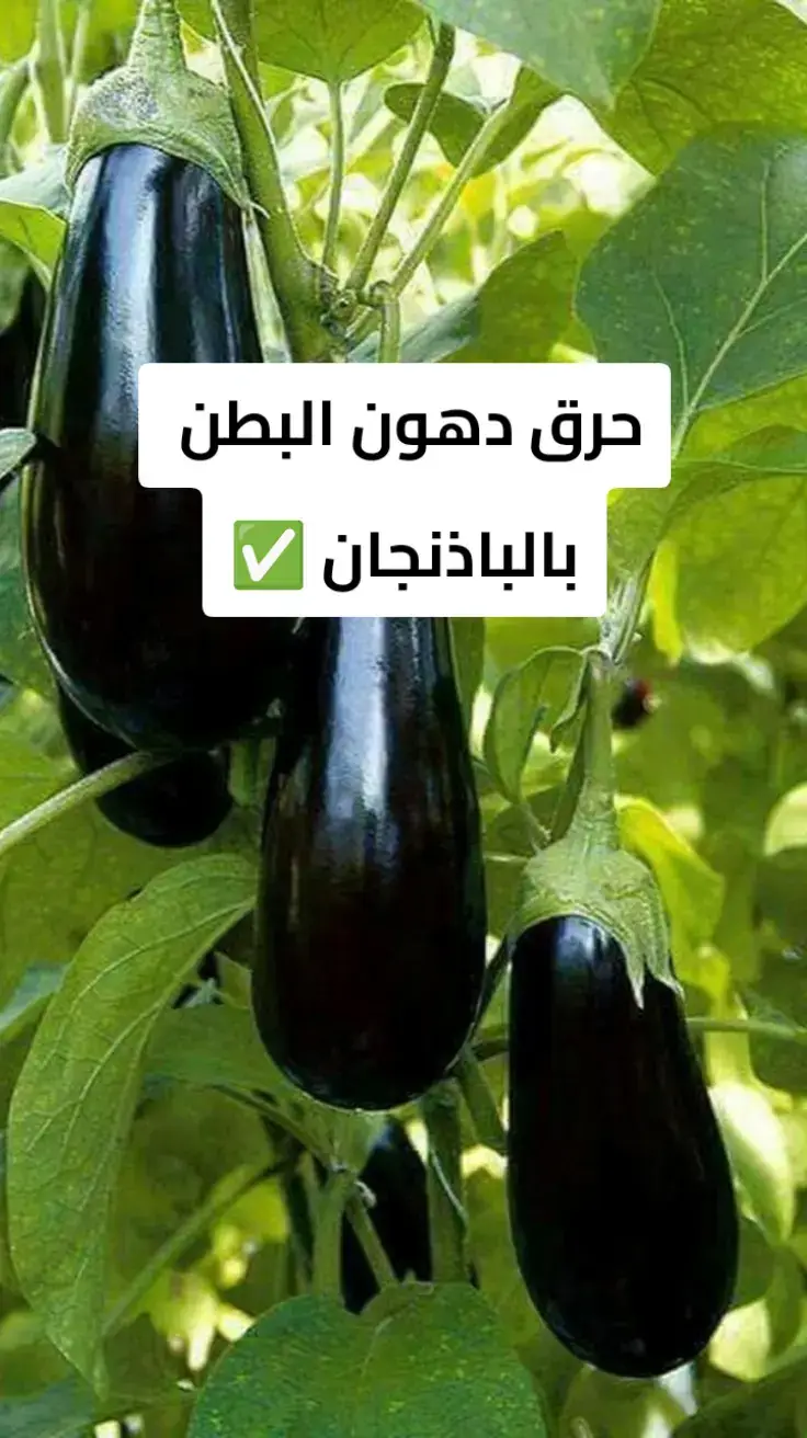 #معلومة #صحة_عامة #نصائح_مفيدة #نصائح #صلوا_على_رسول_الله #دكتور #علاج #خسارة_الوزن #دهون #دهون_البطن #وزن_مثالي #سكر #طبيب_تيك_توك #فوائد_صحية #علاج_طبيعي 