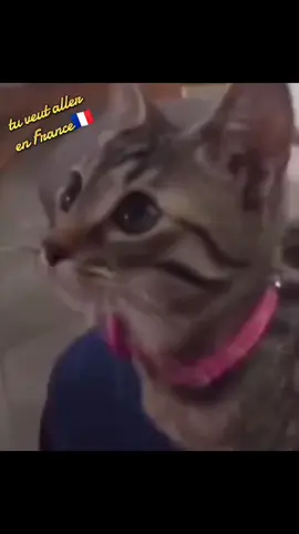 #fyp #cat #catsoftiktok #visibilité #vues #chat #maroc #algeria #tunisia #tiktokcats #CapCut #cattiktok #kesfet #kpop 