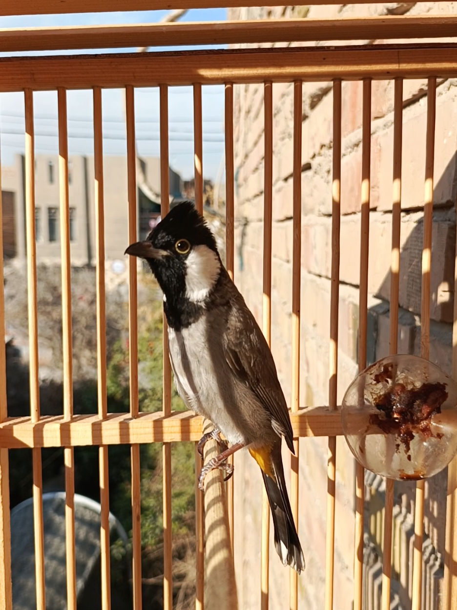 #صوت_بلبل #تغريد_بلبل #بلابل_الدوره #بلابل_الدوره #بلبل_ابيض_الخدين_العراقي #بلابل_كرار 