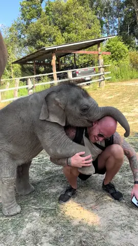 #elephantbaby #elephantsantury #doiinthanonnationalpark #elephantcare #ช้างไทย #ธรรมชาติ #elephantchiangmai 