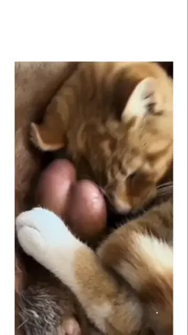 Me&you🥰#catsoftiktok #funnyvideo #cats #catsanddogs 