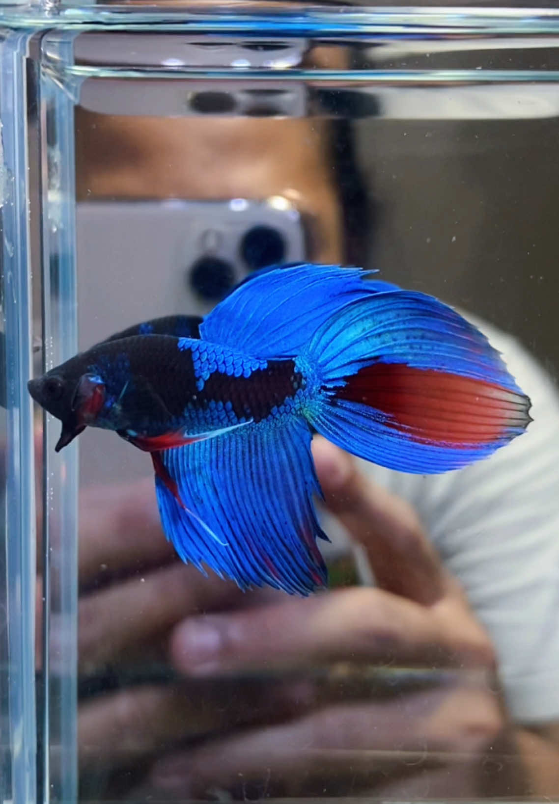 VAILTAIL AVATAR EMERALD #fishkinian #fishkinianoffical #fishkinianstore #fishkinianaquatic #cupang #cupanghias #cupanghiasindonesia #bettafish #CapCut #capcut #foryou #belanjaditiktok 