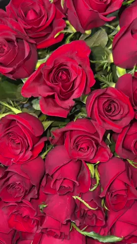 جوري احمر❤️ #ورد_طبيعي_بالجملة #ورد_طبيعي #flowers #هدايا #اكسبلور 