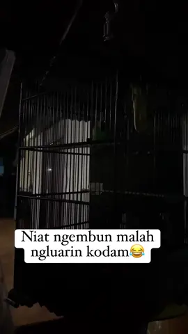 Isian mewah😂#CapCut #kicaumania #cucakijo #hobiburung #fyp #viral #burung 
