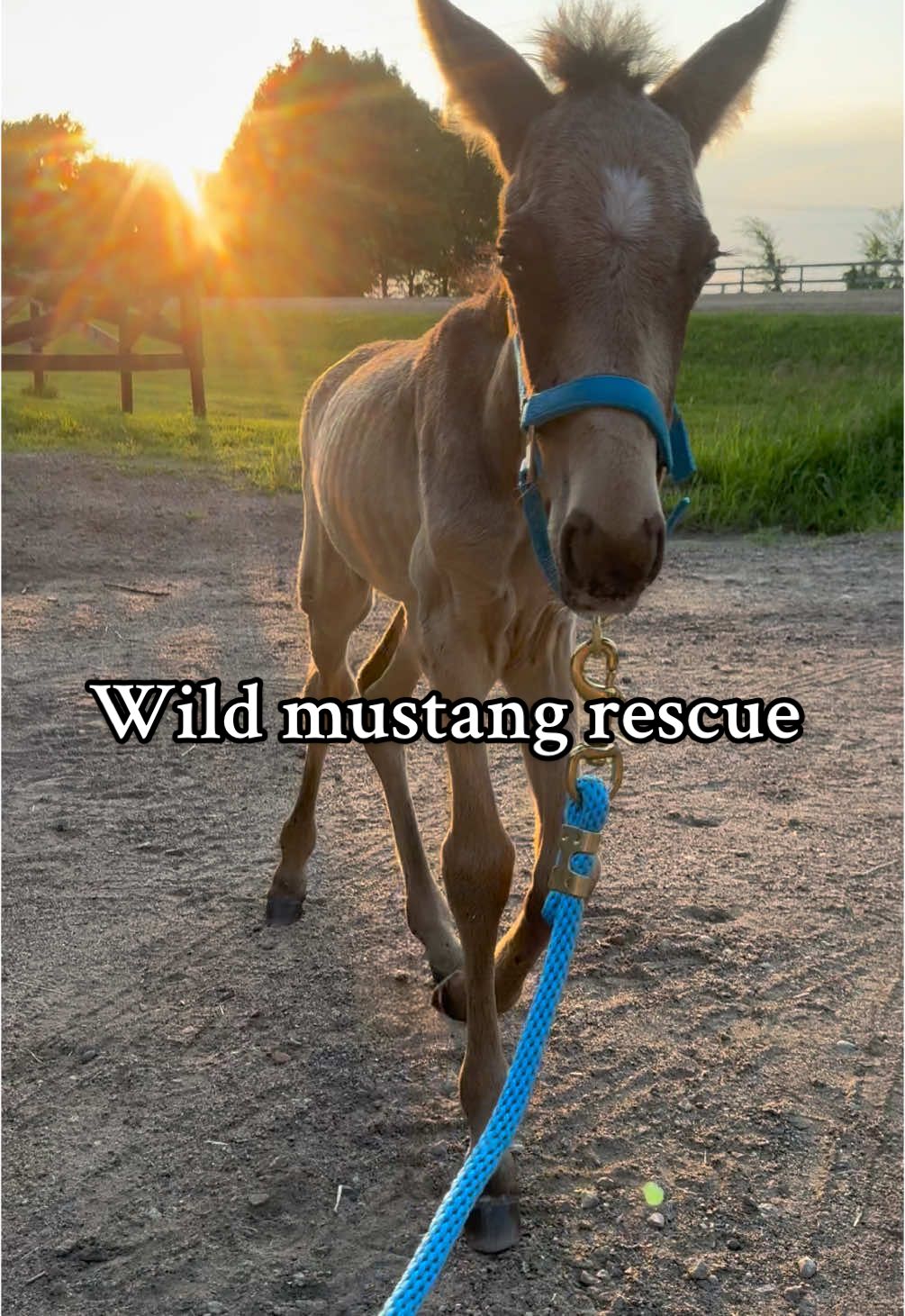 Don’t flood the comments with “they are overpopulated” bull shit. You will get blocked. The purpose of these posts is to educate and inspire change. They deserved better. 🩷 #hopecore #HealingJourney #horsesoftiktok #fyp #horserescue #animalsoftiktok #animalshelter #animalrescue #horsegirl #therapytiktok #horselover #babyanimals 