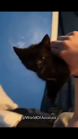 #fyp #fypageシ #cat #cattok #animal #compilation #funnyvideo #speaking #speak #speakingcat 