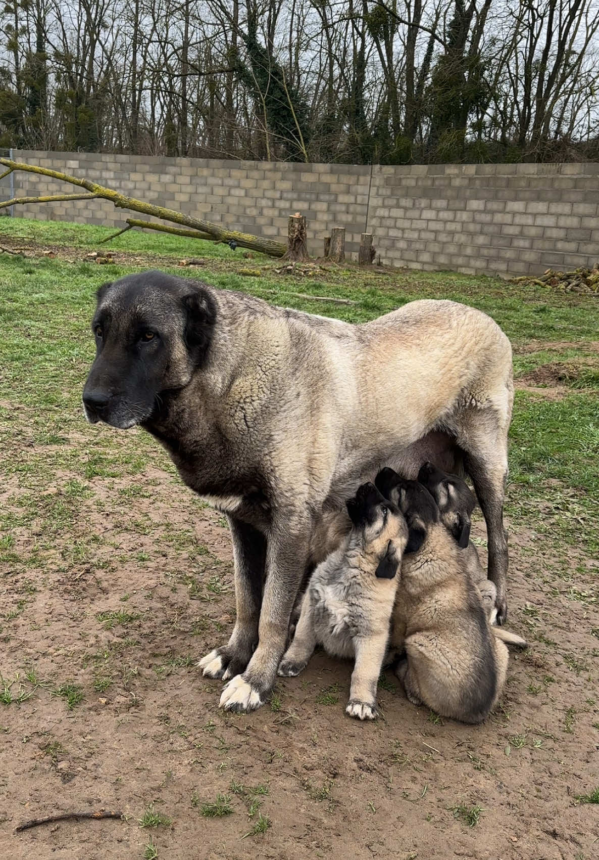 #kangalvideo #kangal #kangalsevenler #dog #dogs #animals #çobanköpeği #sivaskangal #koyun #kuzu #köyhayatı #doglovers #france #perro #wolf #hund #chien #anadoluçobanköpeği #kurt #kangalköpeği 