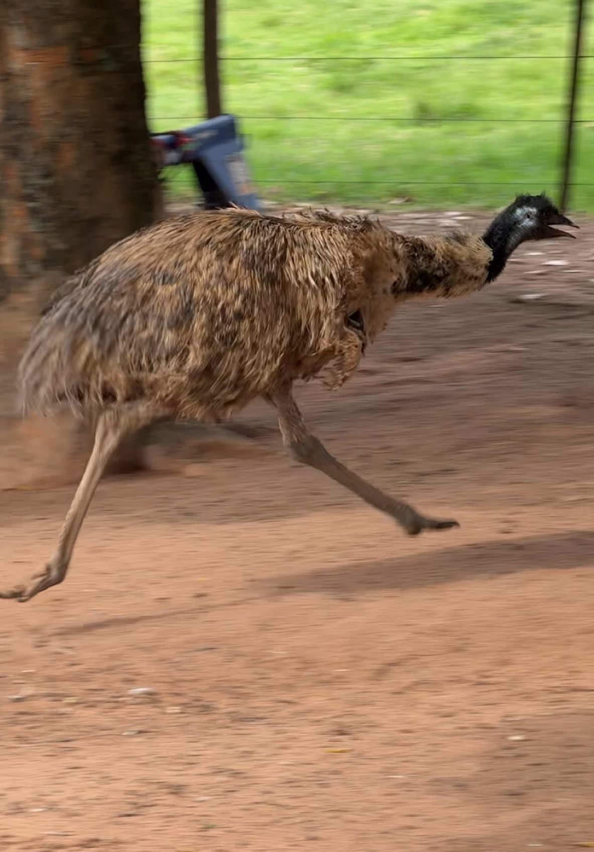 E continua correndo! #emu #animal #sitio 