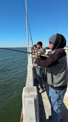 The Crew Sheephead Fishing • #skywaymisfits #fish #fishing #sheephead #2025 #reelqualitysra #sharkvato #bridgemonsters #seaguarfluorocarbon #tampabay #skywaybridge #Skyway #fishinglife #fishingtrip #fishingdaily #fishingvideos #fishtok #fisherman  #fishingtiktoks 