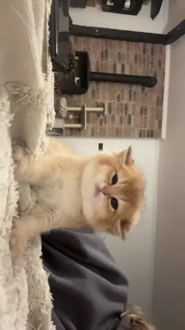 So cute #kitty #fyp #котики #длятебя #милашки #kitten #kittenfromcattery #милашки #Scottish #cattokers 