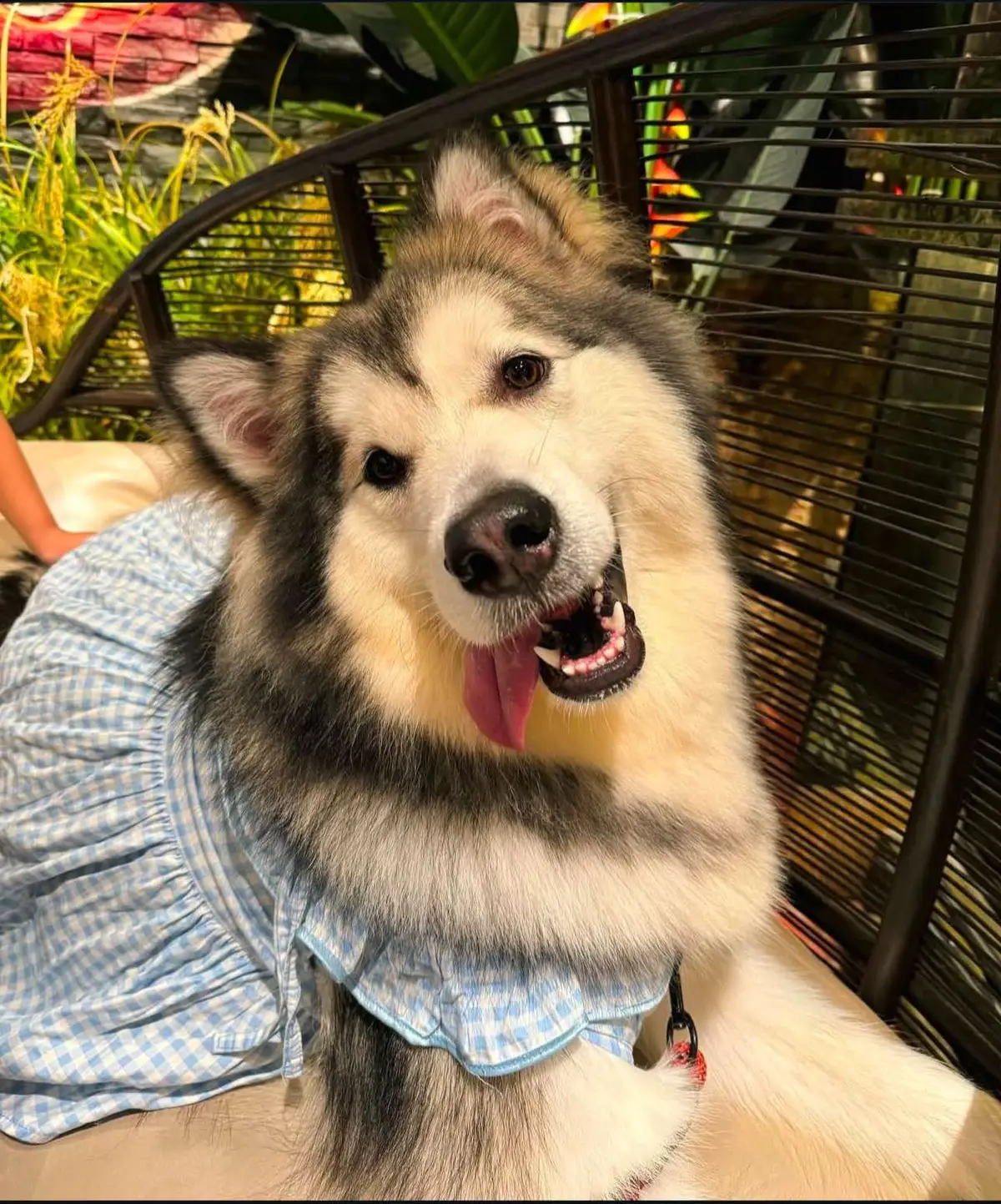 #malamute #dog #alaskamalamute #alaskamalamutewhite #anjing #anjinglucu #anjingpintar #anjingtiktok🐶 #anjingviralditiktok #anjingtiktok🐶 #anjinggemoy 