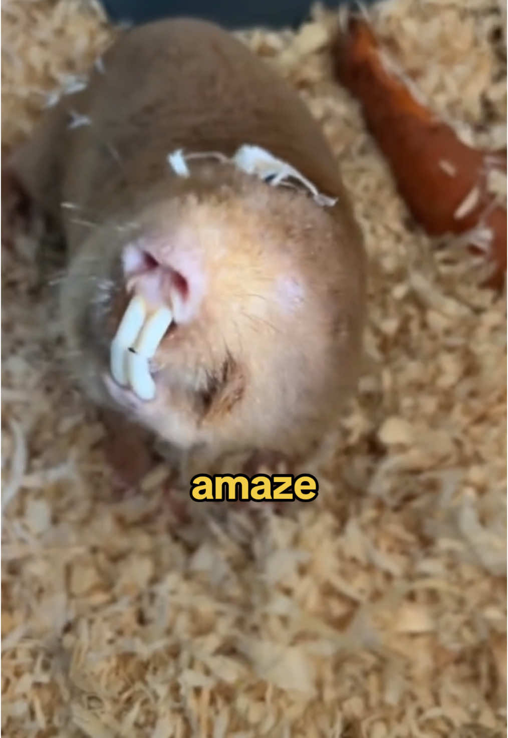 5 facts about the mole rat. 🐀  #rat #rodent #animals #animal #wildlife #fypviral #abcxyz 