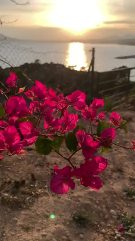 #flores #mar #España #🇪🇸 