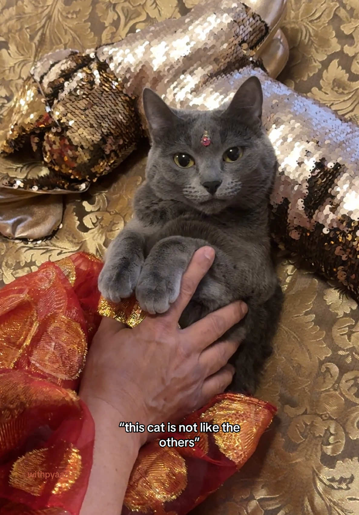 my mother didn’t want cats and now she’s finding a husband for pyaari before me #cat #catsoftiktok #cats #cattok #kitten #catlover 