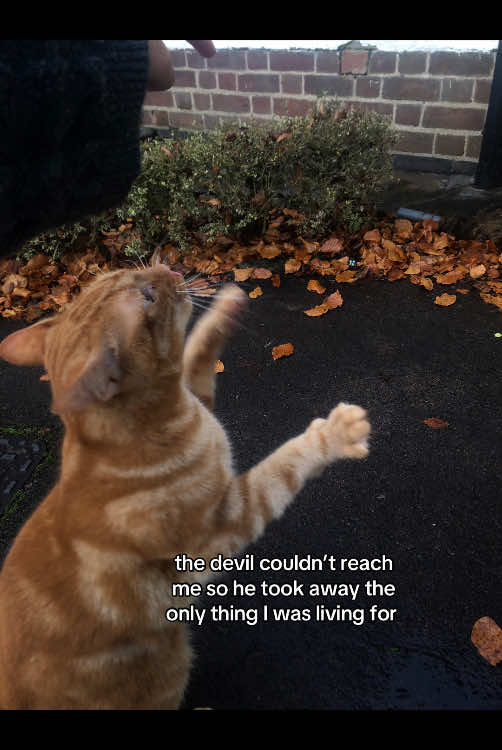 I miss my baby so much 💔 #fyp #cat 