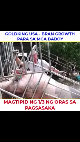 Goldking USA - Mabisang pagtaas ng timbang, pagtitipid sa gastos