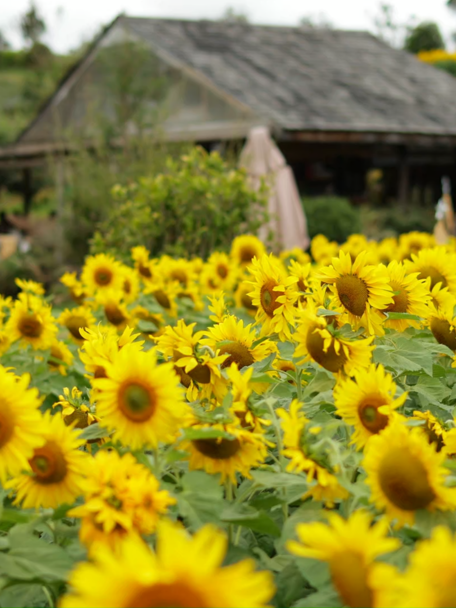 Miền hoa cỏ đã rực rỡ sắc màu, thay cho lời đón chào mùa xuân sắp ghé qua 🌸#theflorest #hoatrongrung #vuonhoalonnhatdalat #dalat #xuhuong