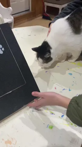 #scratchpad #scratchboard #catsoftiktok #catscratchboard #nailboard #catslovers #cataccessories #nailfile #creatorsearchinsights 