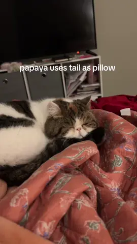 i can’t take it she’s so cute #papaya #exoticshorthair #journal #cute #fyp #fyp #twin #cuddles #CatsOfTikTok 