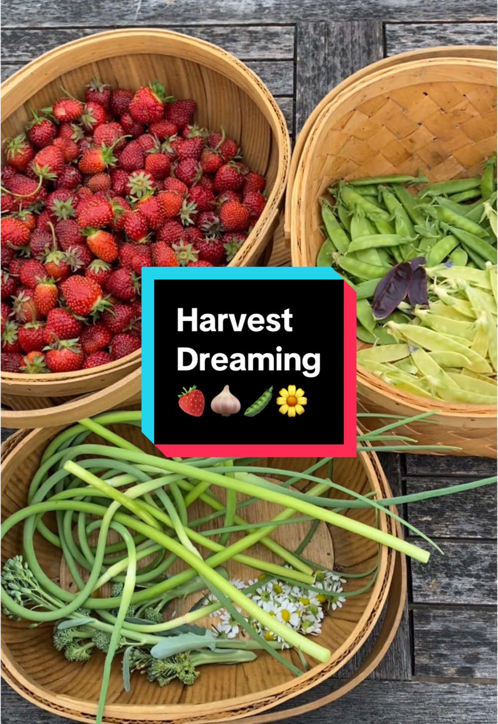 This #harvest includes pounds of strawberries, peas, garlic scapes, broccoli, and chamomile from my #backyardgarden. Is it possible to be jealous of myself? With snow on the way, I’m looking forward to more #harvesttime adventures like this from this past summer. #gardenharvest #growyourownfood 