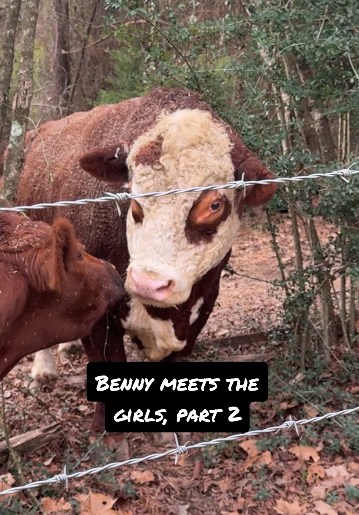 Benny meets the girls. Part 2. Benny is snorting at the calves & slowly figuring out there are no bulls or threats here! #cattlefarm #bull #farmlife #Hereford #cow #snort #cowsoftiktok #benny 