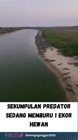 Sekumpulan Predator Sedang Memburu 1 Ekor Hewan #WongNganggur #news #fyp #beritaterkini #beritaterbaru #newsupdate #gosipartis #fypシ #fypシ゚viral #beritaviral #hotnews #breakingnews #beritaunik