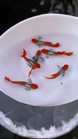 โค่ยหูช้างแพทตินั่มเรดเทล Koi big ear platinum red tail #hoshifarm #guppy #ปลาหางนกยูงเกรด #ปลาหางนกยูง #โค่ยหูช้าง #กําแพงแสน #นครปฐม #capcut 