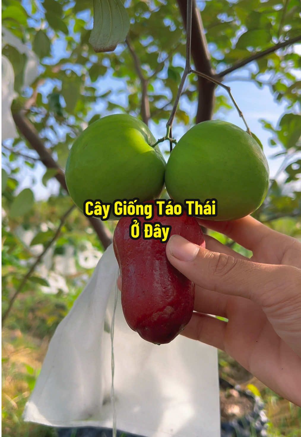 Cây Giống Chuẩn Táo Thái Trái To Tui Trồng Ở Giỏ Hàng Nha #hienonha #taothaidaxanh 
