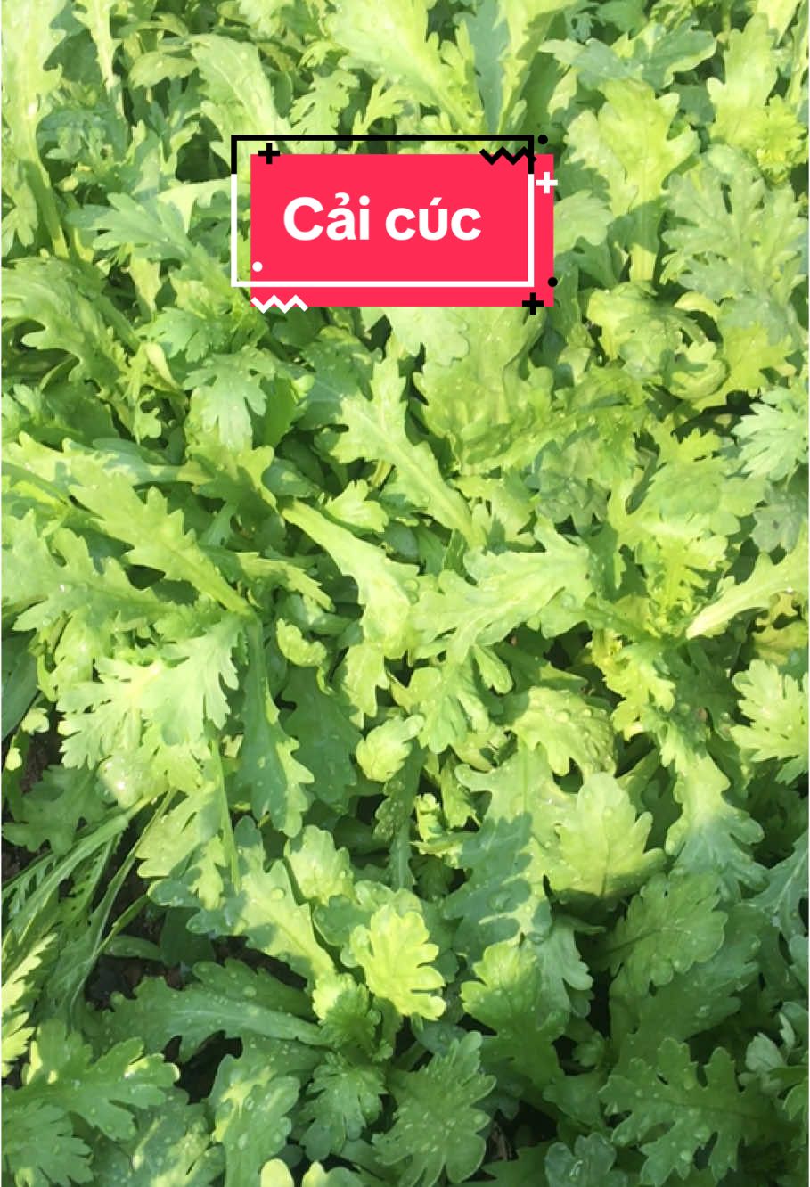 Cải cúc trồng 25 ngày thu hoạch được rồi ạ 