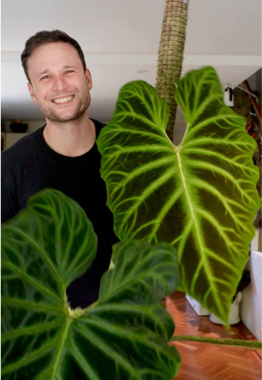 Philodendron verrucosum! Baby, teen & adult! Which do you prefer ? #philodendronverrucosum  . #houseplants #plantsmakepeoplehappy #mosspole #planting 