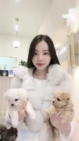 Ai iu cún hem?? 🥰😚 #cúnconđángyêu #yfpシforyou #tiktok 