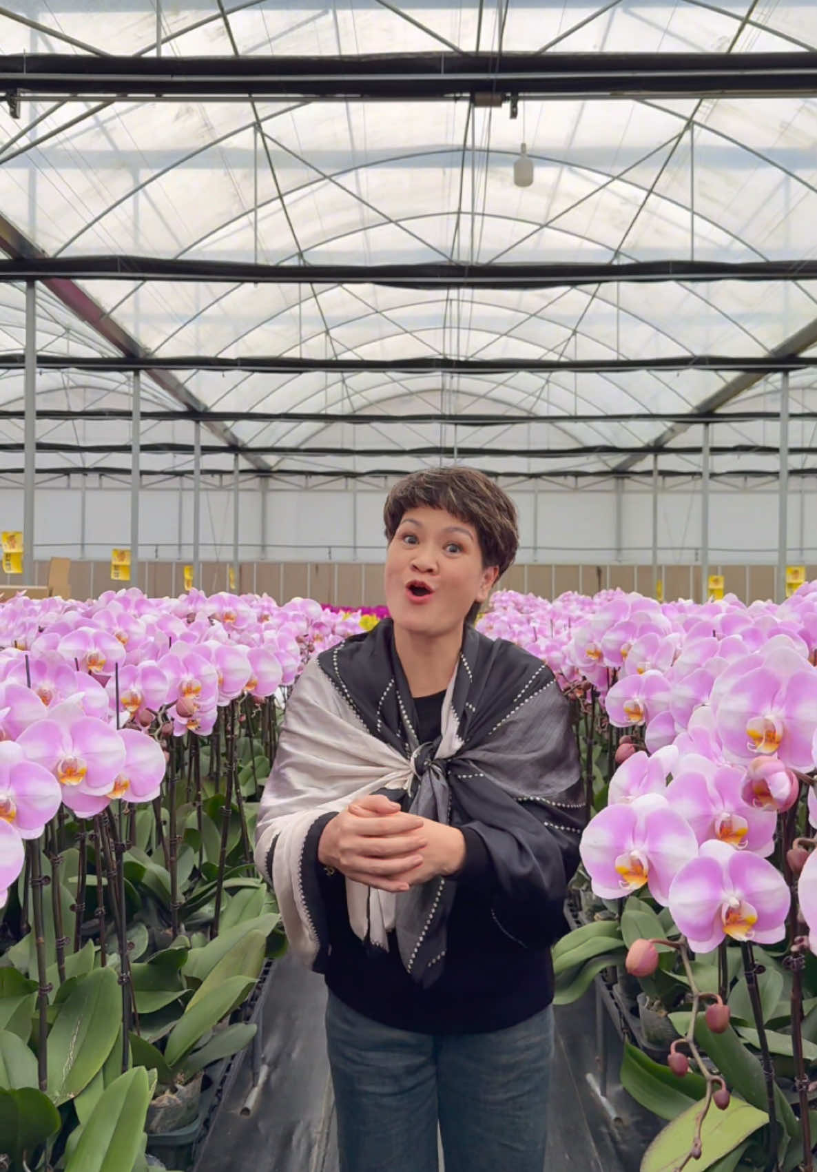 BAY 1.500km vào Đà Lạt để tận tay soi xét vựa Lan khủng bố nhà Dương Hồ Điệp xem noá như thế nào (Part.1) #maikhanh #review #lanhodiep #dalat 