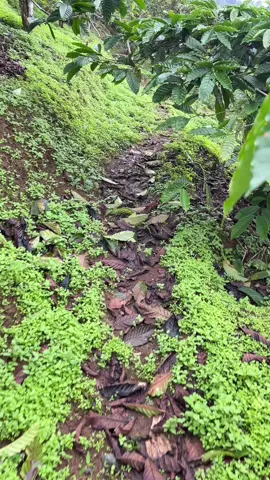 Gak perlu jauh-jauh menikmati keindahan alam, desa sendiri udah seindah ini.  Definisi jatuh cinta sama desa sendiri😊 #silosanen  #babanbaratmulyorejo  #babanbaratmulyorejo  #jember  #mulyorejojember  #babanmulyorejo  #fypシ゚viral  #CapCut  #jembertiktok  #nature  #alam  #fypage  #gunung 