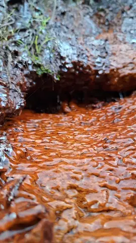 Wow..‼️😱😱 Red Rust Contains Gold. #goldprospecting  #goldhunting #armangoldhunting #goldprospecting #golddiscovery #goldpanning #goldhunting #lookingforgold #goldrush #goldnugget #goldhunter