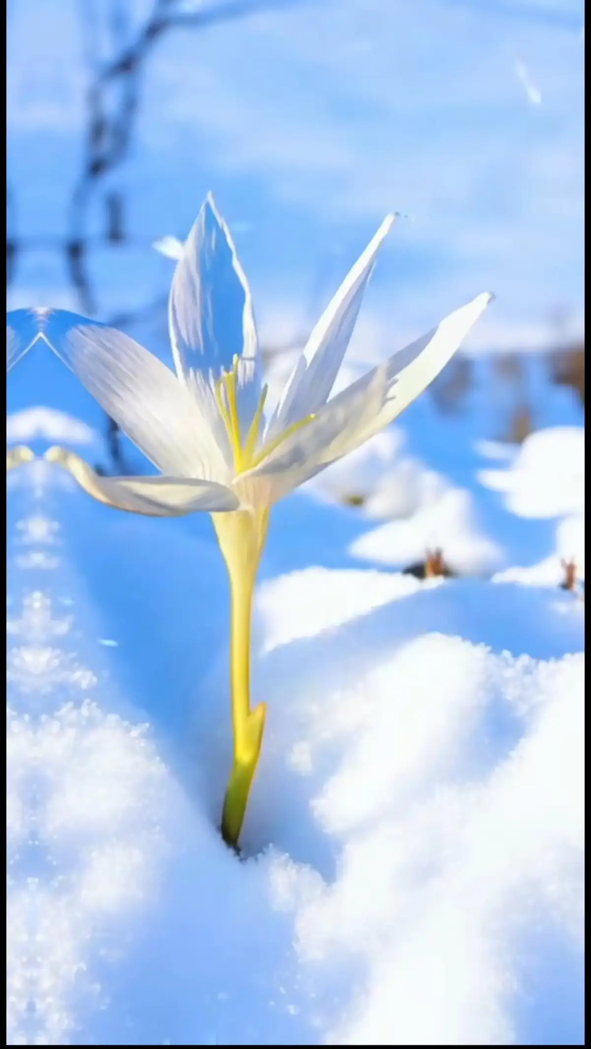 𝐒𝐓𝐑𝐀𝐍𝐄𝐊 𝐗𝐖𝐄𝐒̧🌷 𝐈̇ 🎧🖤 𝗝𝗶  𝗸𝗲𝗿𝗲𝗺𝗲  𝘅𝘄𝗲𝗿𝗲 𝗠𝗲  𝗕𝗶  𝗲𝗰𝗶𝗯𝗶̂𝗻𝗶𝗻  𝗨 𝗯ı𝘀̧𝗼𝗽𝗶̂𝗻𝗶𝗻  𝗦𝗽𝗮𝘀  🌹 #kesfetteyiz #kesfet #keşfettiktok #kürtçevideolar #zımanekurdi #stranekurdi #dengbeji #dengbeji #kesfetteyizzzzz #kesfettiktok #keşfetöneçıkar #öneal 