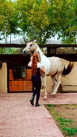dancing horse 🐎#horses #dance #dancemonkey #horselover #horse #dancechallenge #موسيقى #songs #اغاني_اجنبيه 