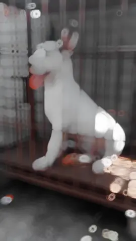 4 bulan sudah dollart🤑#dugongbersatu🐕 #viral #fyp #anjingtiktok🐶 #porbi #trending #dugong #porbi50kota 