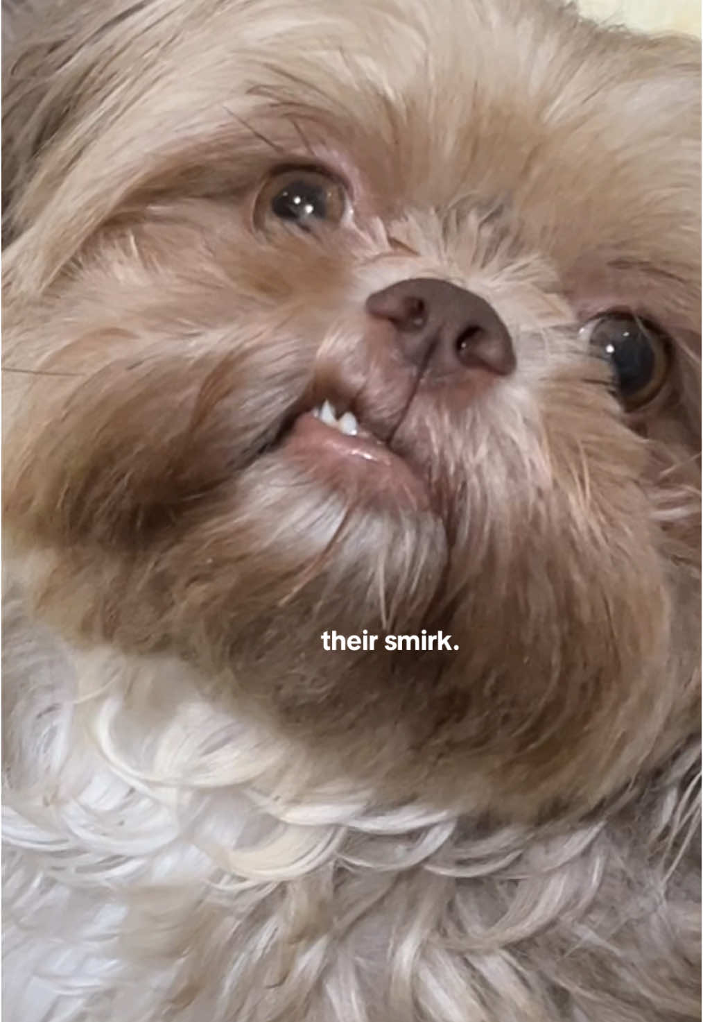 the smirk girls😏😆 hindi pa kasama dyan mama nilang si lexa di ko kasi matyempuhan yung smirk nya mabilis mawala unlike kay dizy na laging nakasmirk at minsan si octavia din hahaha #dogsoftiktok #shihtzusoftiktok #livernoseshihtzu 
