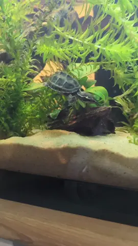 I could just sit and watch this tank all day 🥰🐢 #muskturtle #stinkpot #turtle #turtletank #babyturtle #tiktokpets #aquarium #muskturtletanksetup #turtlepet #obsessed #turtletok #PetsOfTikTok #uniquepets #fyp #foryouu 
