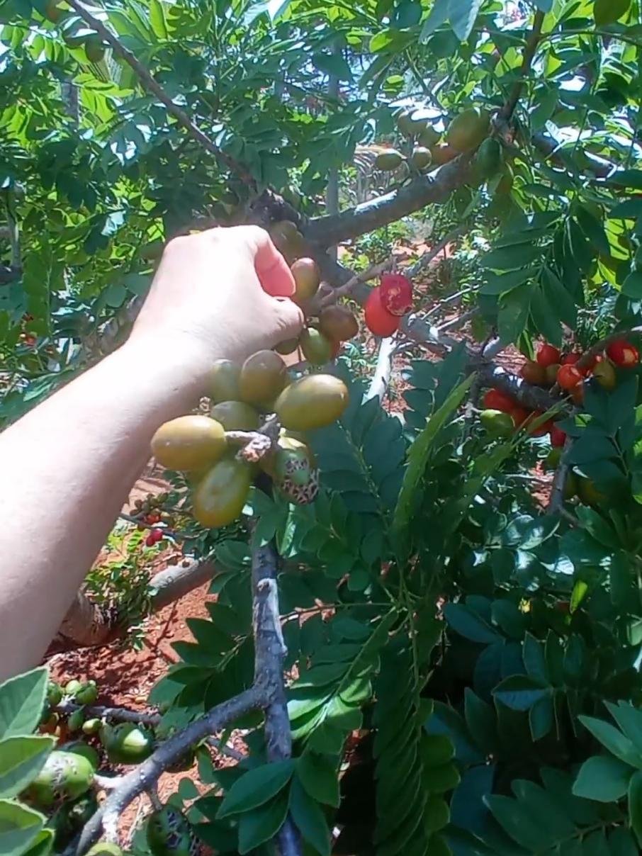 Pé de seriguela carregado. . . . #siriguela #frutas #bahia #seriguelas #frutasdosertao #sertaobaiano #bahia #sertao 