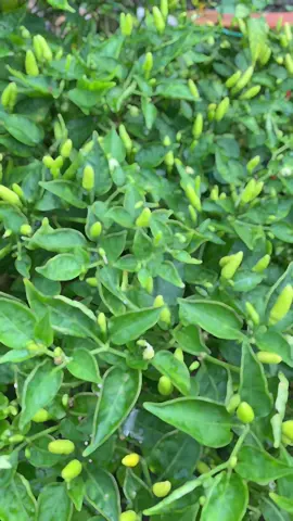 Ớt này nó nhỏ mà siêu cay luôn nè, siêu dễ trồng nhiều trái #samtetbaovui 