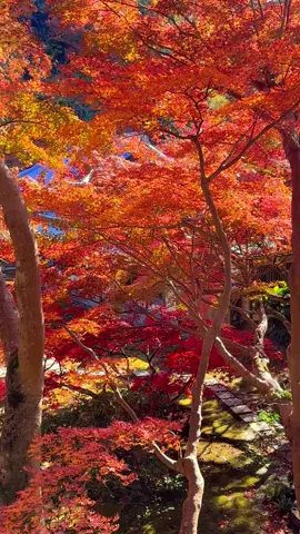 鎌倉、長寿寺の紅葉 📲2023/12/8 Autumn leaves at Choju-ji temple in Kamakura  #japan #紅葉 #autumnleaves 