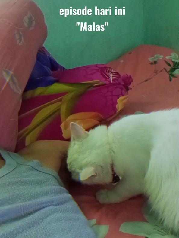 Si Gemoy Lagi Cium Ketek 😂😂😂 @KIKI NOVIA_KINOJA17SHOP  #gemoy #kucing #kucinglucu #fyt 
