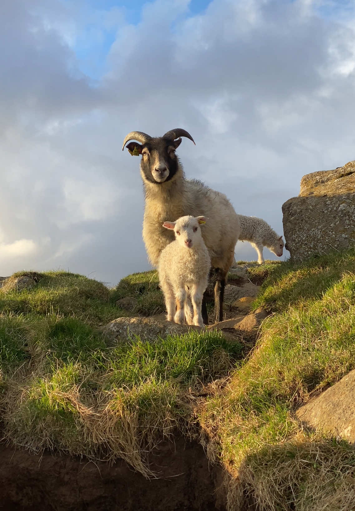 Peekaboo 🫣🐑 #sheep #icelandicsheep #iceland #lambs #fyp 