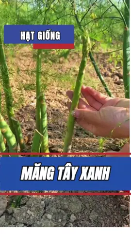 Măng Tây Xanh  
