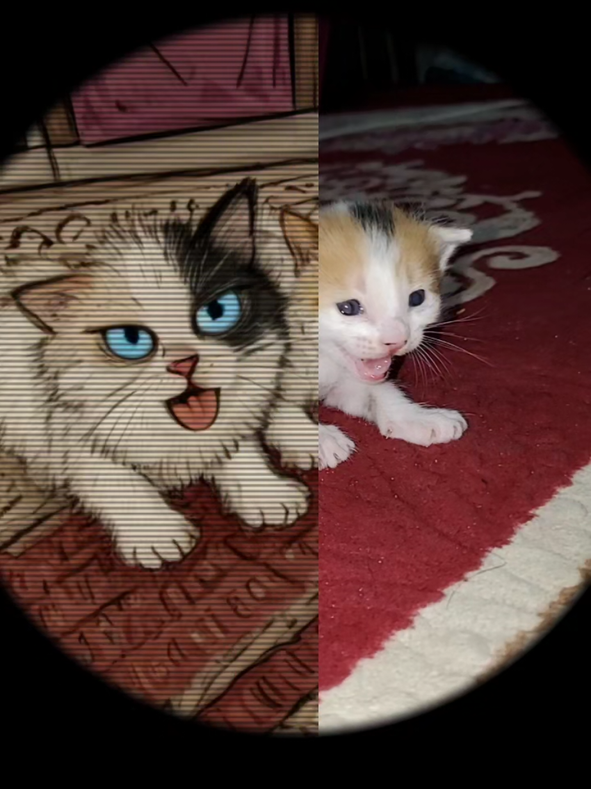 #kitten #cutekitten #kitty #😻 