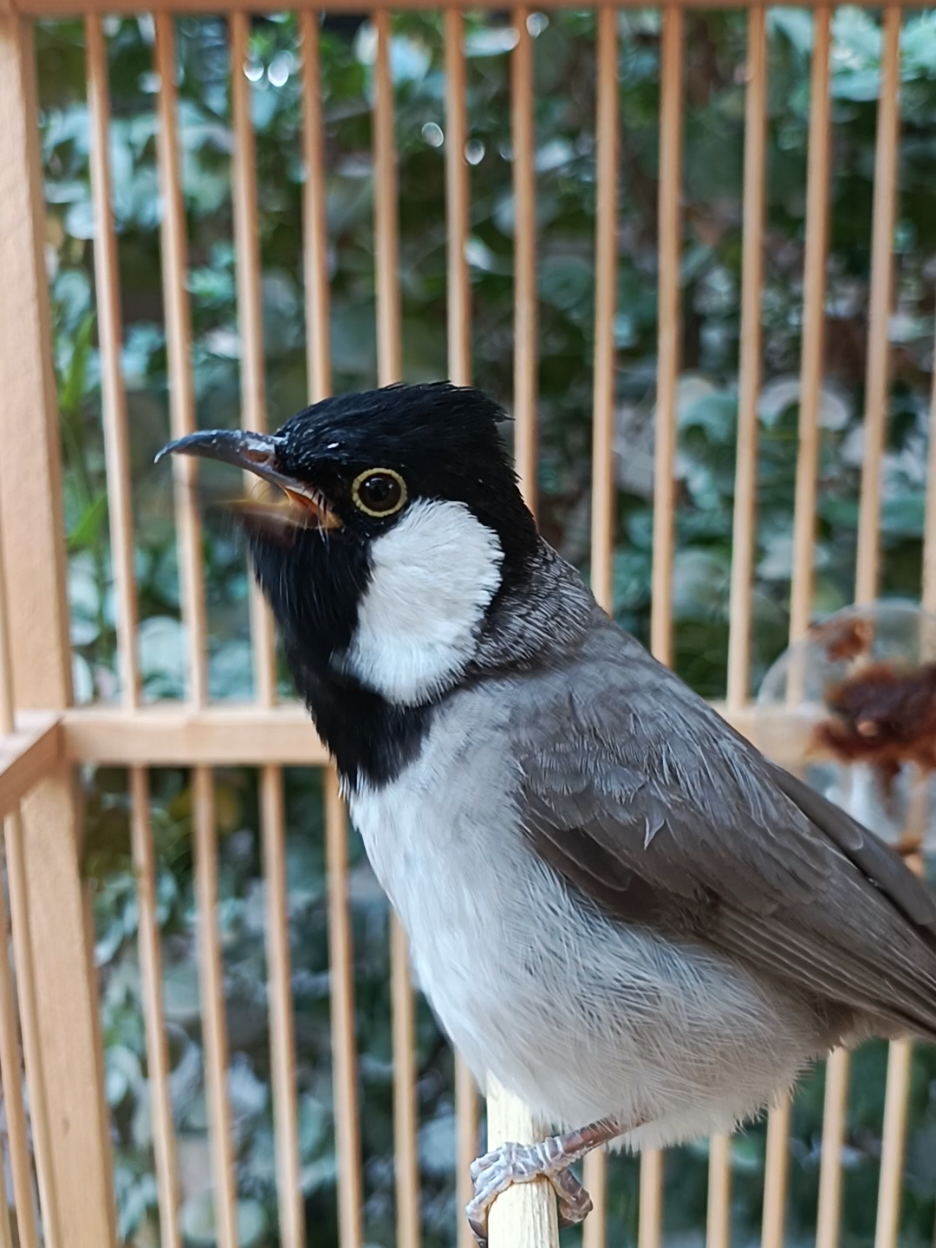 تغريد بلبل أليف #بلابل #بلبل_عراقي_ابيض_الخدين #اكسبلورexplore #بلابل #اجمل_صوت #صوت_بلبل #بلابل_كرار #بلابل_الدوره #بلبل_ابيض_الخدين_العراقي 